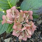 Hydrangea spp. Flor