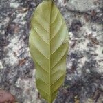 Coelocaryon preussii Hoja