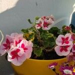 Pelargonium × hybridumBlomma