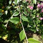 Cotoneaster dielsianus 叶
