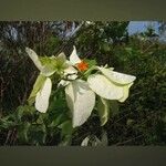 Mussaenda philippica Цветок