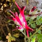 Fumaria macrosepala Λουλούδι