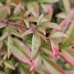 Nandina domestica Leaf