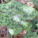 Podophyllum cv. 'Kaleidoscope' Leaf