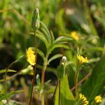 Agoseris heterophylla Flower