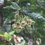 Sloanea ramiflora Cvet