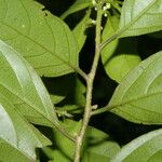 Casearia coronata 葉
