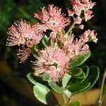 Cunonia lenormandii Цветок