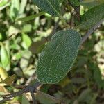 Avicennia germinans Leaf