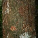 Lecythis idatimon Bark