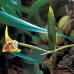 Maxillaria subrepens Õis