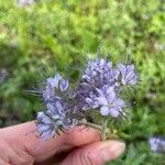 Phacelia tanacetifolia花