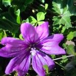 Malva sylvestrisFleur