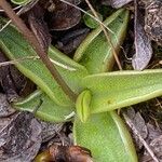 Pinguicula alpina Hoja