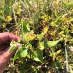 Rumex acetosella Blad