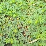 Indigofera tsiangiana Leaf