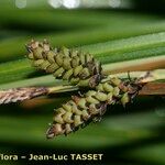 Carex cespitosa Kvet