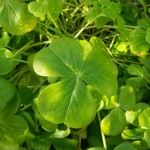 Oxalis debilis 葉
