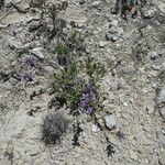 Salvia officinalis Vekstform