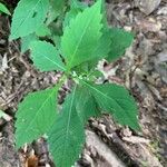 Lycopus virginicus Leaf