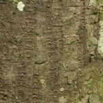Pachira dolichocalyx Bark