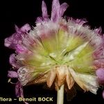 Armeria castellana Kvet