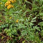 Tanacetum vulgare Habit