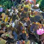 Begonia cucullata cv. 'Doublet Rose Pink' Habitus