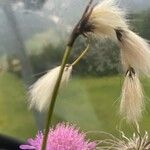 Eriophorum latifolium Blodyn