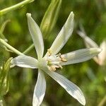 Ornithogalum narbonense Flower