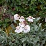 Achillea erba-rotta Blomst