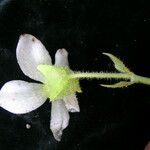 Begonia picta Агульны выгляд