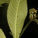 Psychotria psychotriifolia Blatt