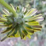 Taraxacum erythrospermum Λουλούδι