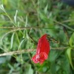 Ruellia brevifolia Blomst