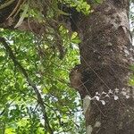 Ionopsis utricularioides ᱵᱟᱦᱟ