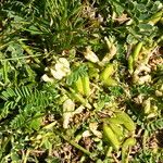 Astragalus depressus Vrucht