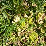 Astragalus depressus Fruchs