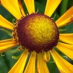 Helenium autumnale 花