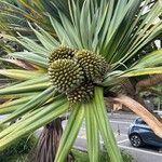 Pandanus utilis Frucht