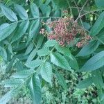 Rhus copallinum Gyümölcs