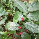 Cynometra ramiflora Leaf