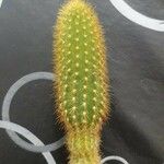 Echinopsis huascha Hoja