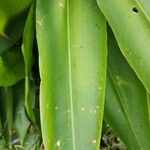 Heliconia psittacorum পাতা