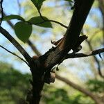 Stewartia pseudocamellia Cortiza