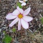 Cosmos bipinnatus Květ