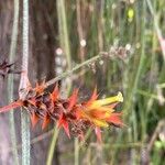 Acanthostachys strobilacea Kwiat