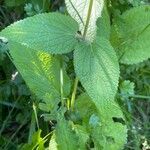 Stachys alpina 叶