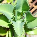 Kalanchoe laetivirens Folha