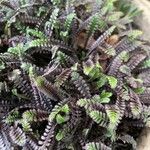 Leptinella squalida 葉